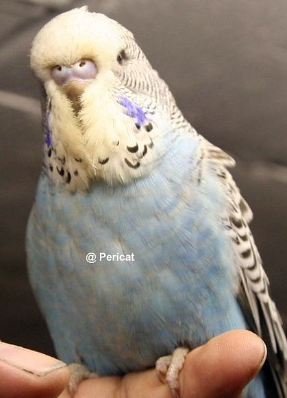 Pollo azul cielo