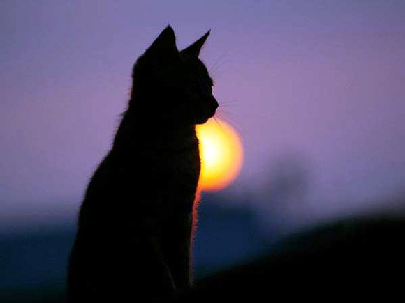 Un gatito