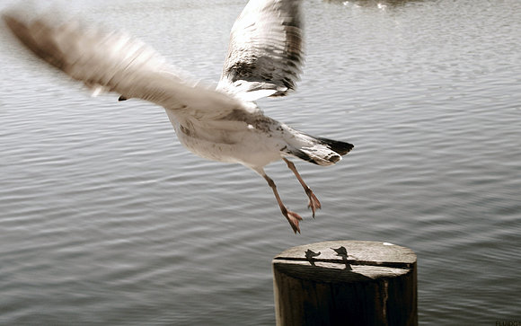al vuelo