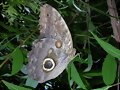 Mariposa