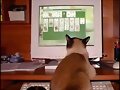 gatito internauta