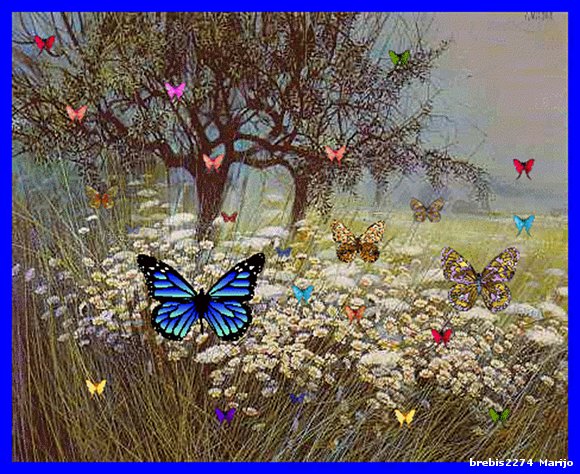 Mariposas