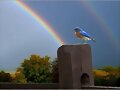 Arco iris y pajarito