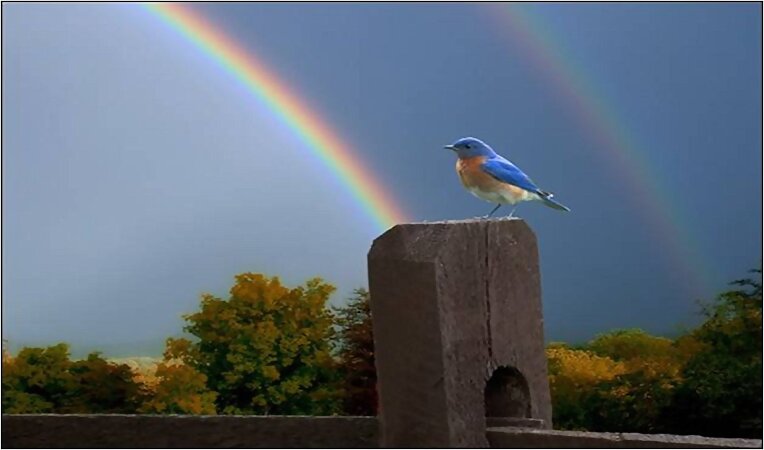 Arco iris y pajarito