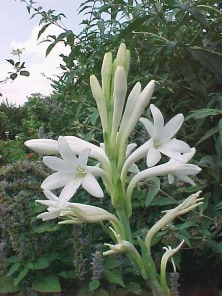 Flor