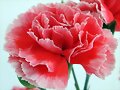 flor