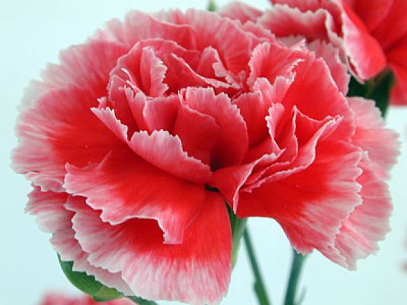 flor