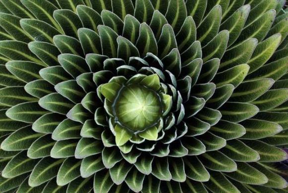 es una planta