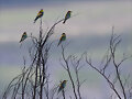 Pajarillos en invierno