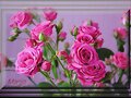 rosas para vos