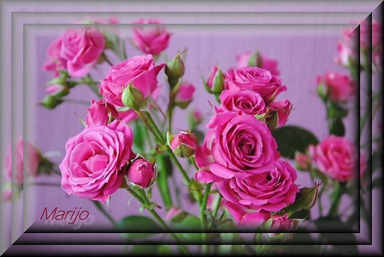 rosas para vos