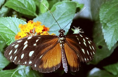 Mariposas