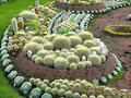 cactus me encantan