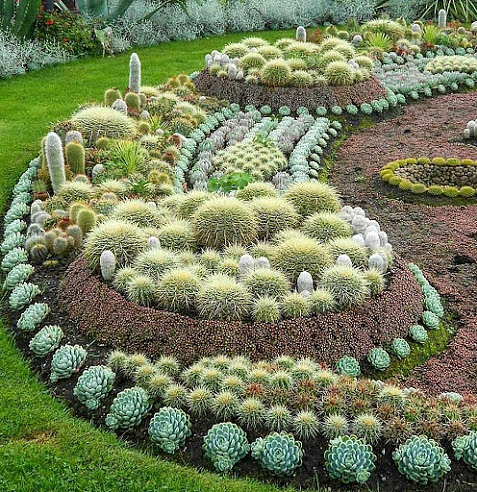 cactus me encantan