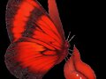 Mariposas