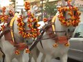 nos vamos de romeria