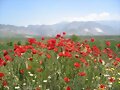 Mas amapolas