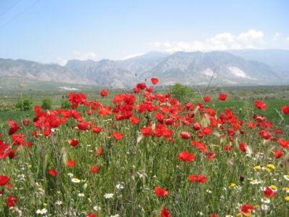 Mas amapolas
