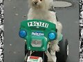 el conejito poli