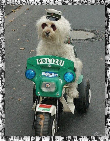 el conejito poli