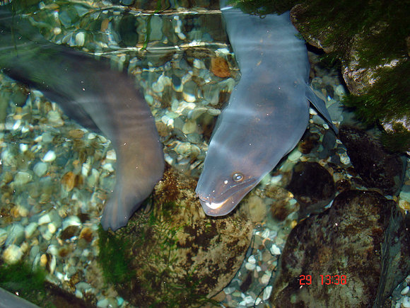 en un acuario