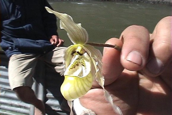 orquidea zapatito