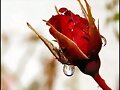 &diams;&diams;&diams; El Instante Magico &diams;&amp;#