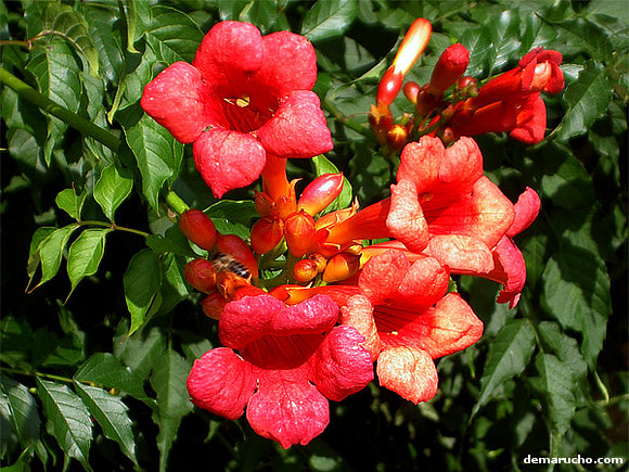 Flores de ciudad. Gijón