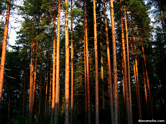 Sol en el bosque al atardecer. Finlandia