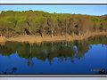 Reflejos