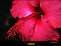 HIBISCO ROJO