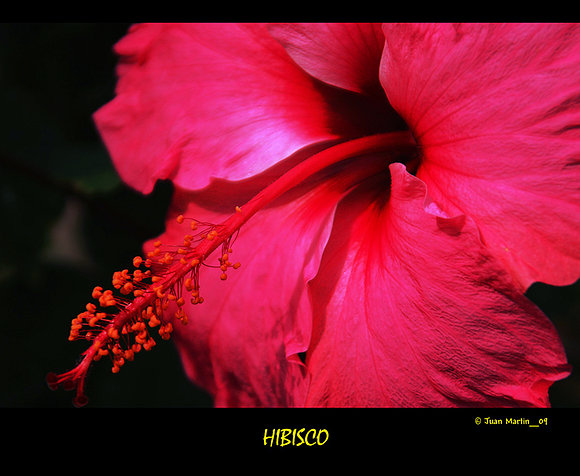 HIBISCO ROJO
