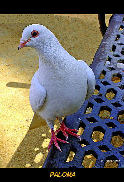 PALOMA