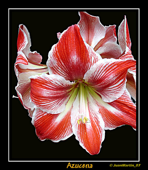 AZUCENA