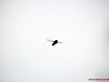 Mosca1