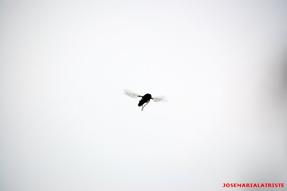 Mosca1