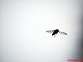 Mosca2