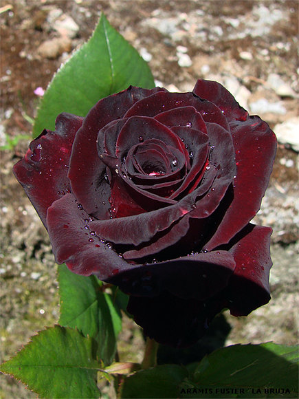 ARAMIS FUSTER ¨LA BRUJA¨  34 617 34 9910