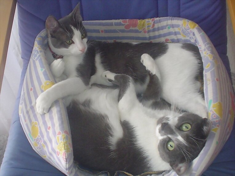 Siesta doble