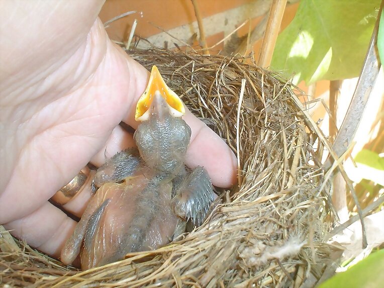Mirlo en el jardin