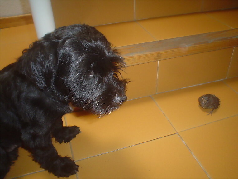 Coco con el Mirlo