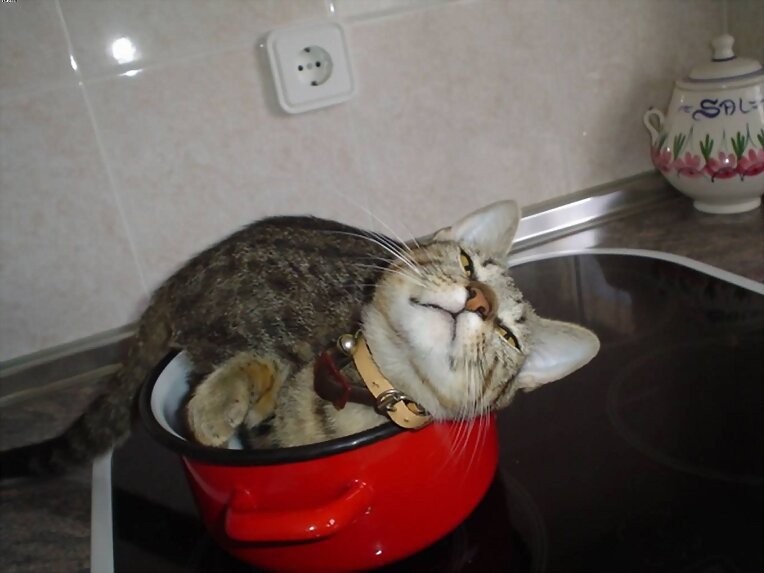 Gatinina en la cacerola