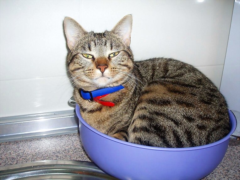 Gatinina enfadada
