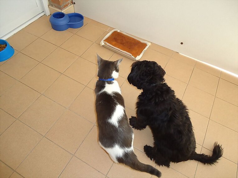 Coco y Chipi cuidando el pastel