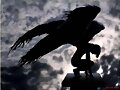 angel-h