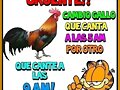 cambio gallo