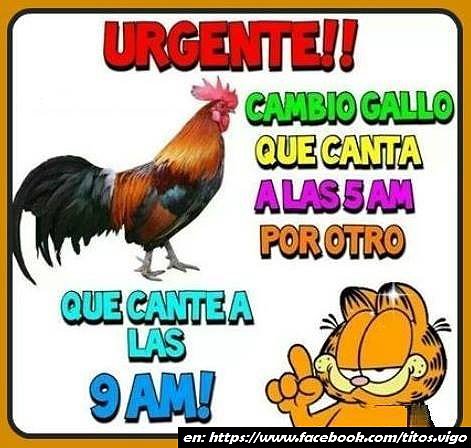 cambio gallo