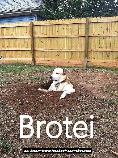 brotei