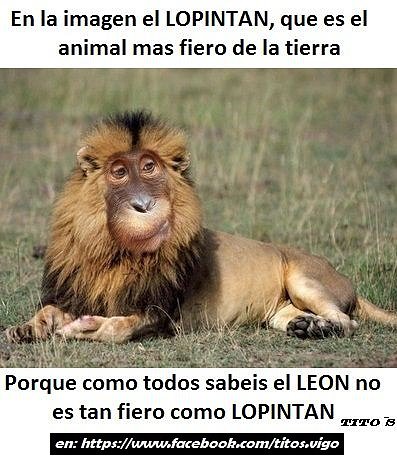 Lopintan