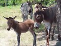 Burro Cebra